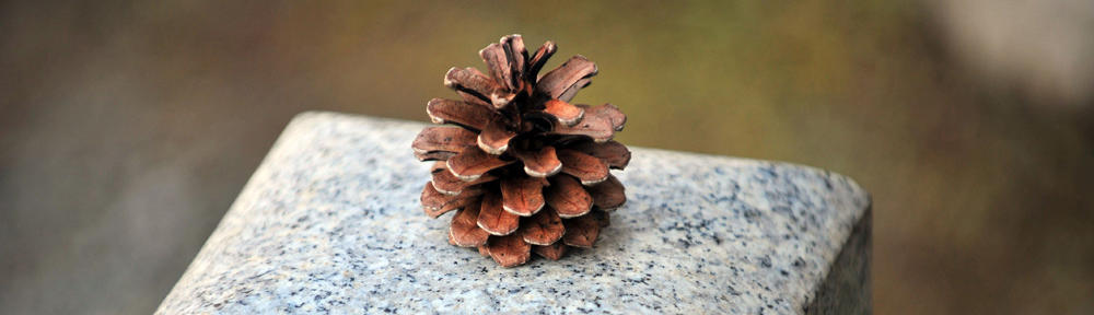 pine-cone.jpg